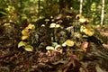 Many dangerous inedible mushrooms grow on a tree stump in a forest. Poisonous mushrooms, hazardous to health Royalty Free Stock Photo