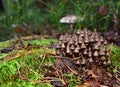 Many dangerous inedible mushrooms grow on a tree stump in a forest. Poisonous mushrooms, hazardous to health Royalty Free Stock Photo