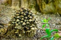 Many dangerous inedible mushrooms grow on a tree stump in a forest. Poisonous mushrooms, hazardous to health Royalty Free Stock Photo