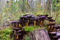 Many dangerous inedible mushrooms grow on a tree stump in a forest. Poisonous mushrooms, hazardous to health. Soft focus Royalty Free Stock Photo