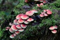 Many dangerous inedible mushrooms grow on a tree stump in a forest. Poisonous mushrooms, hazardous to health. Soft focus, possible Royalty Free Stock Photo