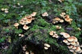 Many dangerous inedible mushrooms grow on a tree stump in a forest. Poisonous mushrooms, hazardous to health. Soft focus, possible Royalty Free Stock Photo
