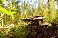 Many dangerous inedible mushrooms grow on a tree stump in a forest. Poisonous mushrooms, hazardous to health. Toxic mushroom Royalty Free Stock Photo