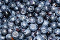 Many dark-blue blueberries