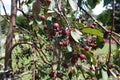 Many dark red crab apples in the leafage Royalty Free Stock Photo