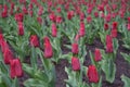 Many dark red flowers of tulips