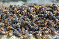 many dead asian hornets piled together Royalty Free Stock Photo