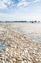 Many dead fish laying on beach with wooden fishing boats in background at Senegalese coast, Palmarin, Sine Saloum Delta