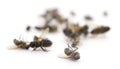 Many dead flies isolated Royalty Free Stock Photo