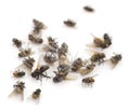 Many dead flies isolated Royalty Free Stock Photo