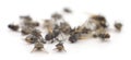 Many dead flies isolated Royalty Free Stock Photo