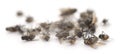 Many dead flies Royalty Free Stock Photo