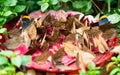 Many dead leaf butterflies aka Kallima inachus eating in a plate in the Butterfly spring park Dali Yunnan China Royalty Free Stock Photo