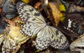 Many dead thoroughbred butterflies lie in a heap