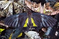 Many dead thoroughbred butterflies lie in a heap