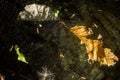 Dry leaf  and debris in spider web  against dark background Royalty Free Stock Photo