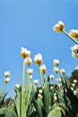 Many decorative white tulips on flower bed Royalty Free Stock Photo