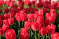 Many deep red tulips under sunshine Royalty Free Stock Photo