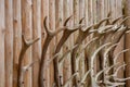 Many deer antlers hang on a wooden wall