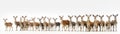 Many Deer Sitting A Whitte Banner Background. Generative AI Royalty Free Stock Photo