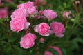 Many delicate blooming pink roses with buds in the garden on a green background Royalty Free Stock Photo