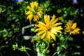 Many delicate fresh vivid yellow flowers of Jerusalem artichoke plant, commonly known as sunroot, sunchoke, or earth apple,