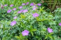 Many delicate light blue flowers of Geranium pratense wild plant, commonly known as .meadow crane`s-bill or meadow geranium, in a Royalty Free Stock Photo