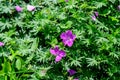 Many delicate light blue flowers of Geranium pratense wild plant, commonly known as  meadow crane`s-bill or meadow geranium, in a Royalty Free Stock Photo