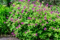 Many delicate light blue flowers of Geranium pratense wild plant, commonly known as  meadow crane`s-bill or meadow geranium, in a Royalty Free Stock Photo