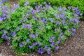 Many delicate light blue flowers of Geranium pratense wild plant, commonly known as meadow crane`s-bill or meadow geranium, in a g Royalty Free Stock Photo