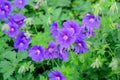 Many delicate light blue flowers of Geranium pratense wild plant, commonly known as meadow crane`s-bill or meadow geranium, in a g Royalty Free Stock Photo