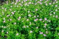 Many delicate light blue flowers of Geranium pratense wild plant, commonly known as meadow crane`s-bill or meadow geranium, in a Royalty Free Stock Photo