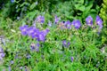 Many delicate light blue flowers of Geranium pratense wild plant, commonly known as  meadow crane`s-bill or meadow geranium, in a Royalty Free Stock Photo