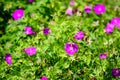 Many delicate light blue flowers of Geranium pratense wild plant, commonly known as .meadow crane`s-bill or meadow geranium, in a Royalty Free Stock Photo