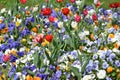 Many delicate mixed colored tulips in full bloom in a sunny spring garden, beautiful outdoor floral background with yellow, red, p Royalty Free Stock Photo