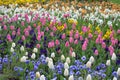 Many delicate mixed colored tulips in full bloom in a sunny spring garden, beautiful outdoor floral background with yellow, red, p Royalty Free Stock Photo