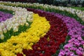 Many delicate mixed colored tulips in full bloom in a sunny spring garden, beautiful outdoor floral background with yellow, red, p Royalty Free Stock Photo