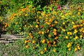 Many delicate orange flowers of tagetes or African marigold flower in a a garden in a sunny summer garden, textured floral Royalty Free Stock Photo