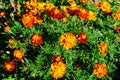 Many delicate orange flowers of tagetes or African marigold flower in a a garden in a sunny summer garden, textured floral Royalty Free Stock Photo