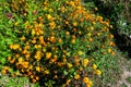 Many delicate orange flowers of tagetes or African marigold flower in a a garden in a sunny summer garden, textured floral Royalty Free Stock Photo