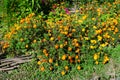 Many delicate orange flowers of tagetes or African marigold flower in a a garden in a sunny summer garden, textured floral Royalty Free Stock Photo