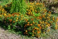 Many delicate orange flowers of tagetes or African marigold flower in a a garden in a sunny summer garden, textured floral Royalty Free Stock Photo