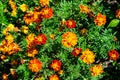 Many delicate orange flowers of tagetes or African marigold flower in a a garden in a sunny summer garden, textured floral Royalty Free Stock Photo