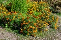 Many delicate orange flowers of tagetes or African marigold flower in a a garden in a sunny summer garden, textured floral Royalty Free Stock Photo