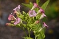 Many delicate pink flowers of Nicotiana alata plant, commonly known as jasmine tobacco, sweet tobacco, winged tobacco, tanbaku or Royalty Free Stock Photo