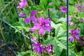 Many delicate pink magenta flowers of Althaea officinalis plant, commonly known as marsh-mallow in a British cottage style garden Royalty Free Stock Photo