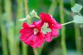 Many delicate pink red flowers of Althaea officinalis plant, commonly known as marsh-mallow in a British cottage style garden in a Royalty Free Stock Photo