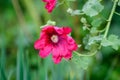 Many delicate pink red flowers of Althaea officinalis plant, commonly known as marsh-mallow in a British cottage style garden in a Royalty Free Stock Photo