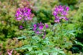 Many delicate purple flowers of Cleome hassleriana plant, commonly known as spider flower, spider plant, pink queen, or grandfathe Royalty Free Stock Photo