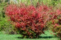 Many delicate red flowers of Chaenomeles japonica shrub, commonly known as Japanese quince or Maule`s quince in a sunny spring gar